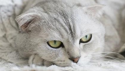 赤壁伴游，定制QQ：3494206190微信：act1322